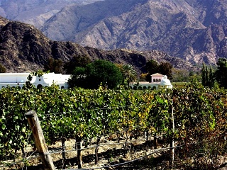Cafayate - Bodega
