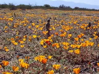 Caucete - San Agustin - Bloemen