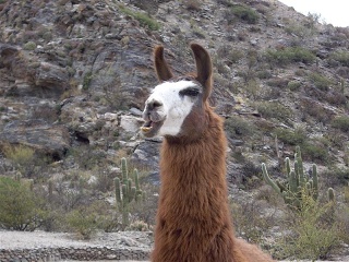 Santa Maria - Cafayate - Quilmes - Lama