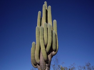 Seclantas - Parque Nac. Los Cardones (1)