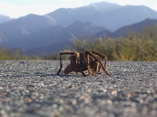 Villa Union - San Blas - Tarantula